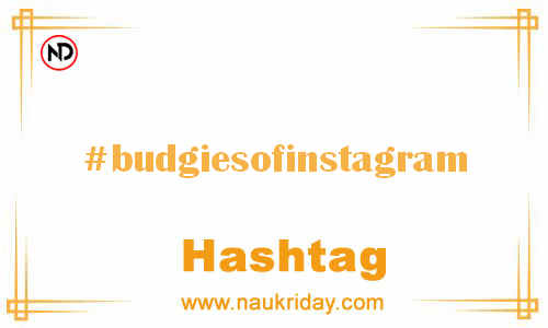 BUDGIESOFINSTAGRAM Hashtag for Facebook