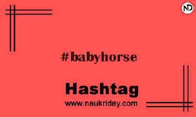 BABYHORSE Hashtag for Instagram