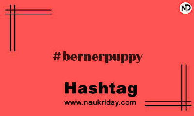 BERNERPUPPY Hashtag for Instagram